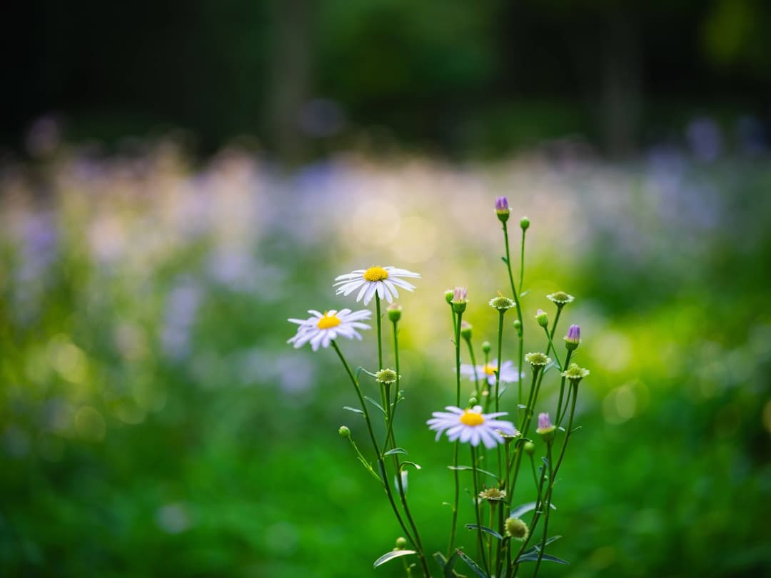 Seoul Forest